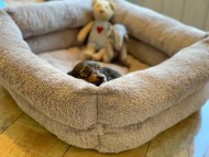 Kaninchen-Dachshund33