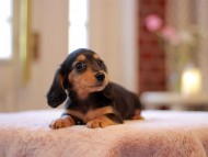 Kaninchen-Dachshund3317