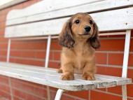 Kaninchen-Dachshund33 Kaninchen-Dachshund33