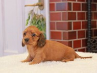 Kaninchen-Dachshund332