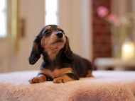 Kaninchen-Dachshund3321 Kaninchen-Dachshund3321