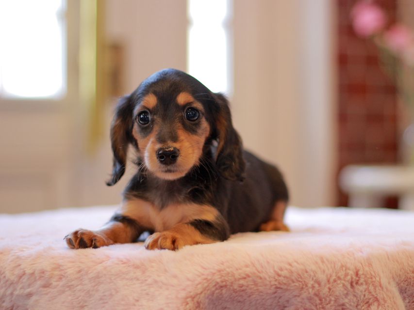Kaninchen-Dachshund3327 Kaninchen-Dachshund3327