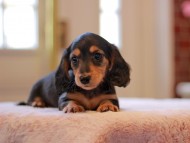 Kaninchen-Dachshund3339