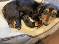 Kaninchen-Dachshund3 Kaninchen-Dachshund3