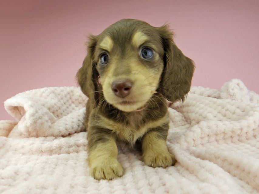 カニンヘン ダックスフンド ジャム & スルガの子犬 チョコイエロー（チョコクリーム） 女の子（1）