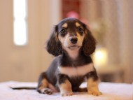 Kaninchen-Dachshund3391