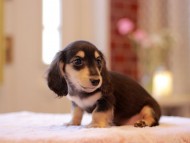 Kaninchen-Dachshund3396 Kaninchen-Dachshund3396