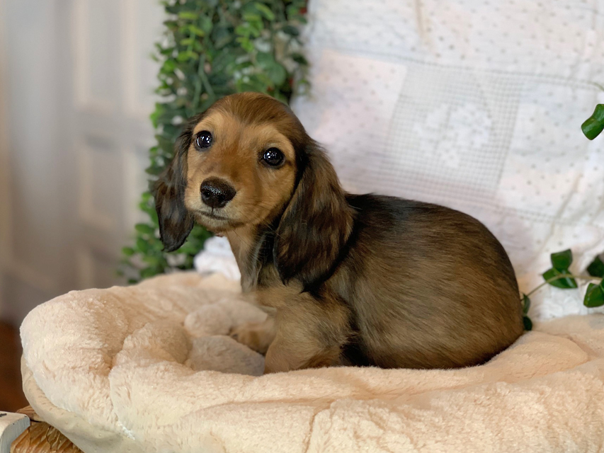 カニンヘン ダックスフンド カノア & ジムダンディの子犬 イエロー（クリーム） 男の子