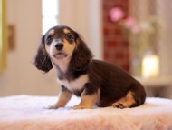 Kaninchen-Dachshund3404