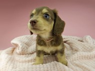 Kaninchen-Dachshund341