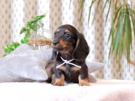 Kaninchen-Dachshund341
