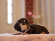 Kaninchen-Dachshund3412