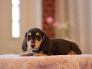 Kaninchen-Dachshund3415 Kaninchen-Dachshund3415