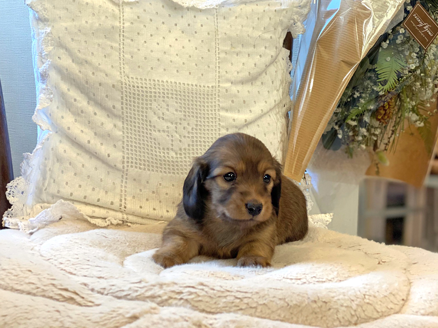 カニンヘン ダックスフンド トマト & オスカーの子犬 レッド 女の子Kaninchen-Dachshund34 カニンヘン ダックスフンド トマト & オスカーの子犬 レッド 女の子