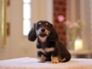 Kaninchen-Dachshund3424