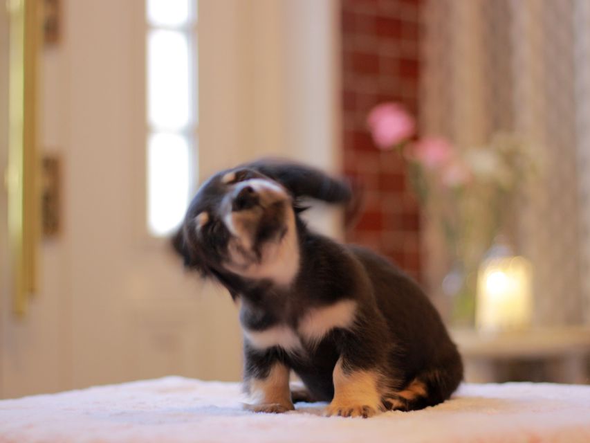 カニンヘン ダックスフンド ピアノ & 朝日の子犬 ブラックイエロー（ブラッククリーム） 男の子（2）