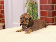Kaninchen-Dachshund343