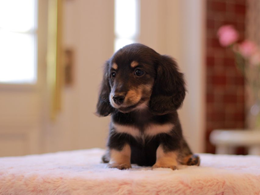 カニンヘン ダックスフンド ピアノ & 朝日の子犬 ブラックイエロー（ブラッククリーム） 男の子（2）