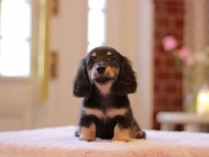 Kaninchen-Dachshund3435