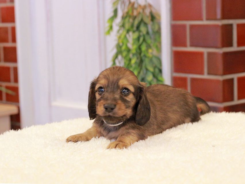 カニンヘン ダックスフンド チャーム & 竹千代CHの子犬 イエロー（クリーム） 男の子（1）