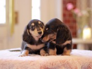 Kaninchen-Dachshund3442