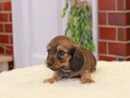 Kaninchen-Dachshund345