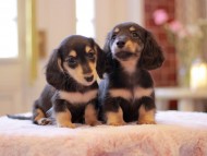 Kaninchen-Dachshund3451