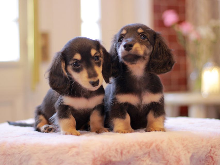 カニンヘン ダックスフンド ピアノ & 朝日の子犬 ブラックイエロー（ブラッククリーム） 男の子（2）