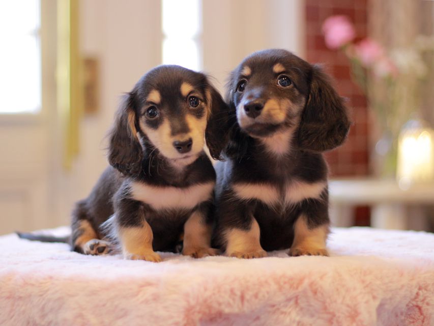 カニンヘン ダックスフンド ピアノ & 朝日の子犬 ブラックイエロー（ブラッククリーム） 男の子（2）