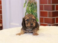 Kaninchen-Dachshund346 Kaninchen-Dachshund346