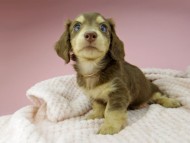 Kaninchen-Dachshund347