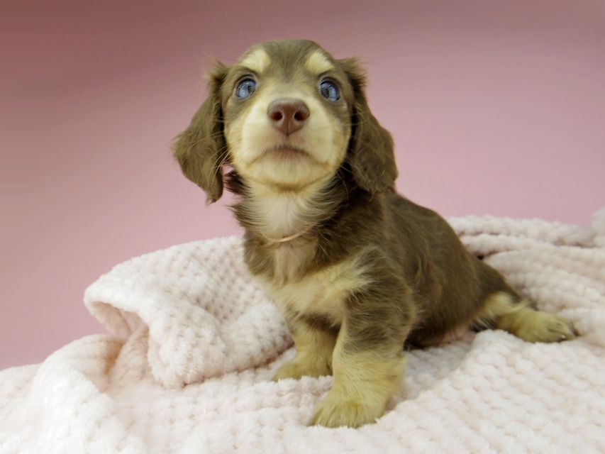 カニンヘン ダックスフンド ジャム & スルガの子犬 チョコイエロー（チョコクリーム） 女の子（1）