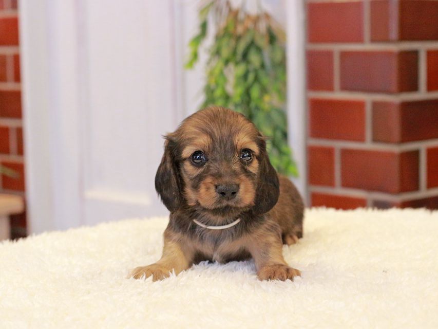 カニンヘン ダックスフンド チャーム & 竹千代CHの子犬 イエロー（クリーム） 男の子（1）