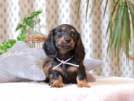 Kaninchen-Dachshund348