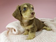 Kaninchen-Dachshund349 Kaninchen-Dachshund349