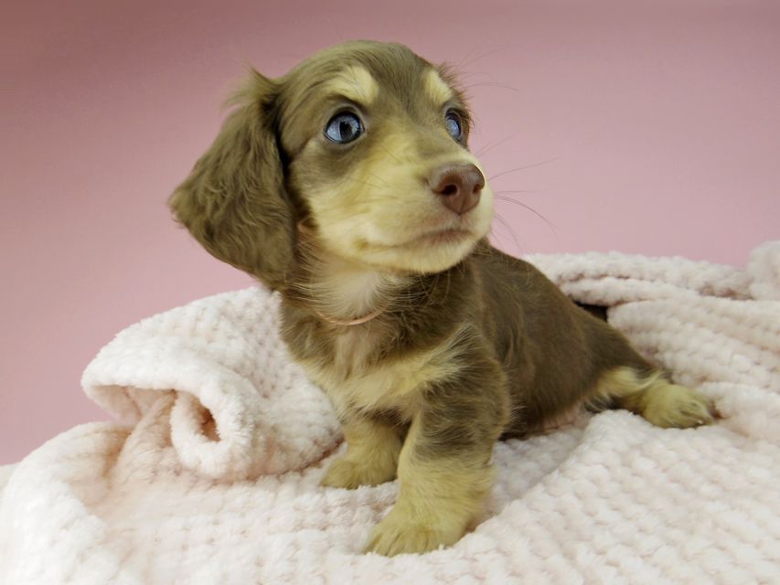 カニンヘン ダックスフンド ジャム & スルガの子犬 チョコイエロー（チョコクリーム） 女の子（1）