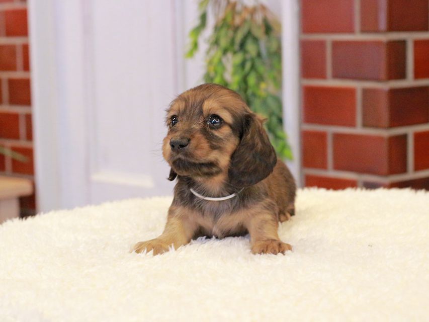 カニンヘン ダックスフンド チャーム & 竹千代CHの子犬 イエロー（クリーム） 男の子（1）