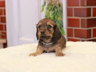 Kaninchen-Dachshund350 Kaninchen-Dachshund350