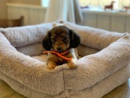 Kaninchen-Dachshund35