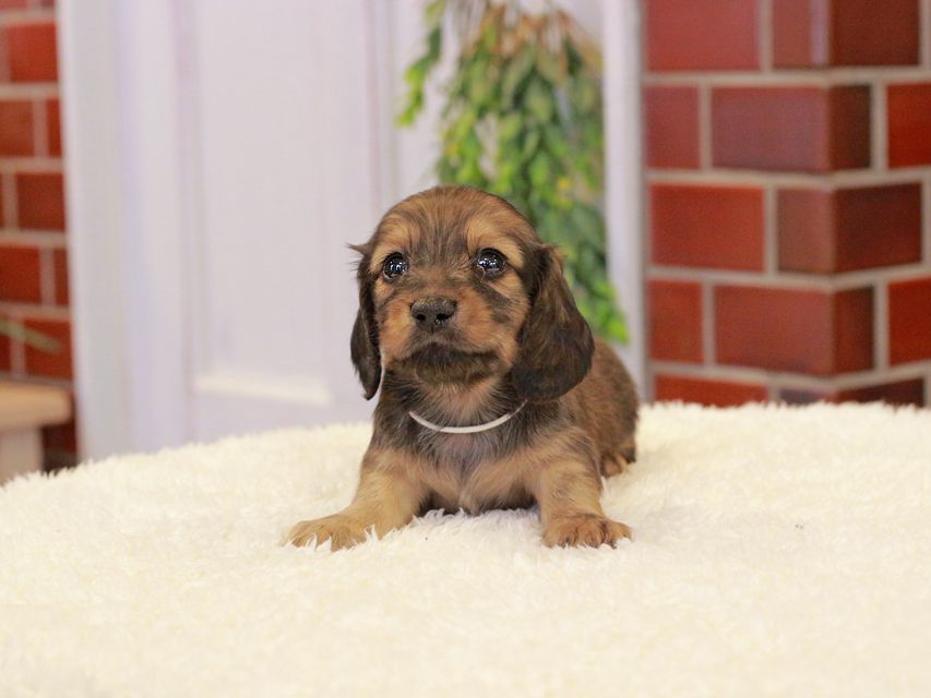 カニンヘン ダックスフンド チャーム & 竹千代CHの子犬 イエロー（クリーム） 男の子（1）