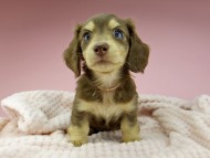 Kaninchen-Dachshund353