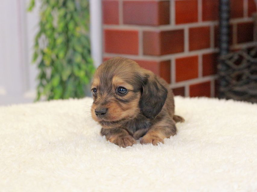 カニンヘン ダックスフンド チャーム & 竹千代CHの子犬 イエロー（クリーム） 男の子（2）