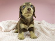 Kaninchen-Dachshund356