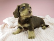 Kaninchen-Dachshund358