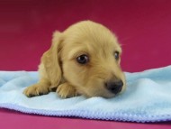 Kaninchen-Dachshund3582 Kaninchen-Dachshund3582