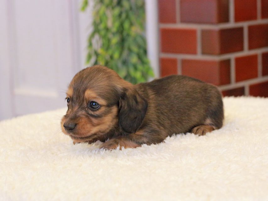 カニンヘン ダックスフンド チャーム & 竹千代CHの子犬 イエロー（クリーム） 男の子（2）