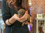 Kaninchen-Dachshund36