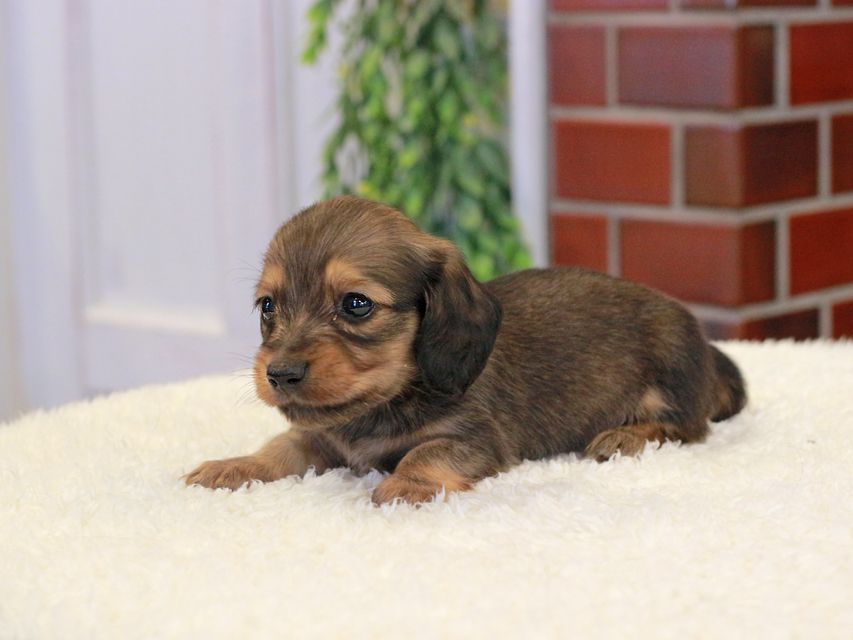 カニンヘン ダックスフンド チャーム & 竹千代CHの子犬 イエロー（クリーム） 男の子（2）