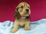 Kaninchen-Dachshund3607