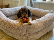 Kaninchen-Dachshund36